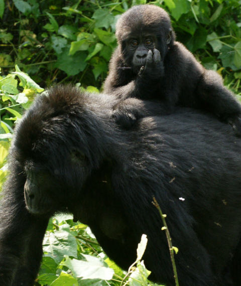 gorilla mom baby 480x570 gorilla mom baby 480x570